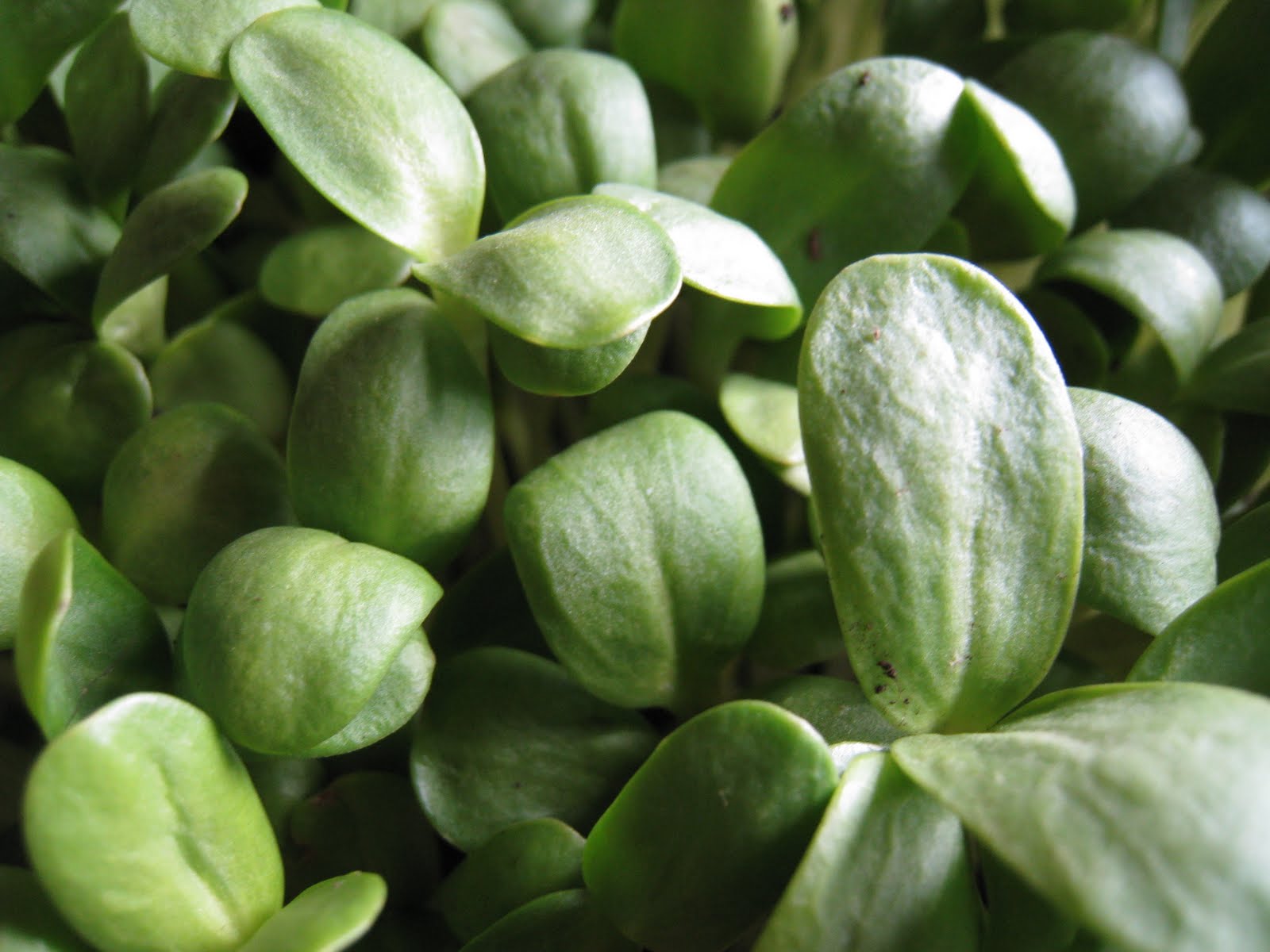 Christina s Garden Sunflower Shoots