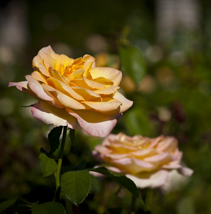 Hyperblogal Loose Park Rose Garden