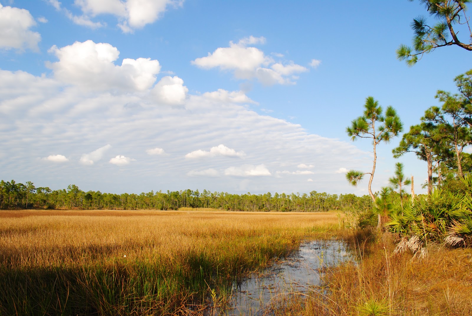 Field Notes and Photos Charlotte Flatwoods Environmental Park