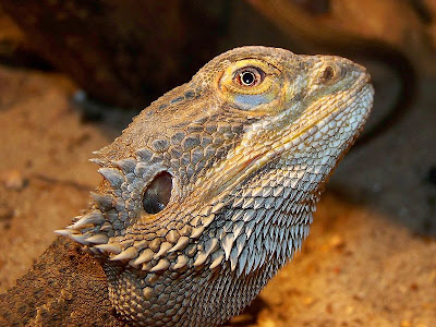 bearded-dragon-climbing-wall3.jpg