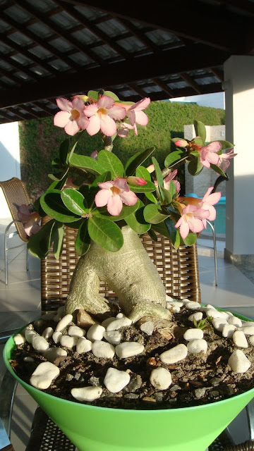 AMO ADENIUM: Adenium arabicum, um tesouro no deserto!