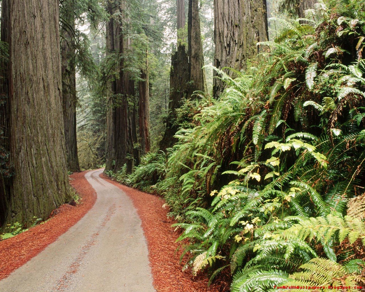 [FunN2sHhWallPapers.Blogspot.com_California.Walls_28.jpg]