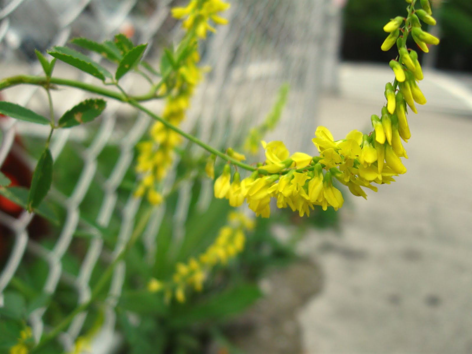 New York City Wildflowers Yellow sweet clover