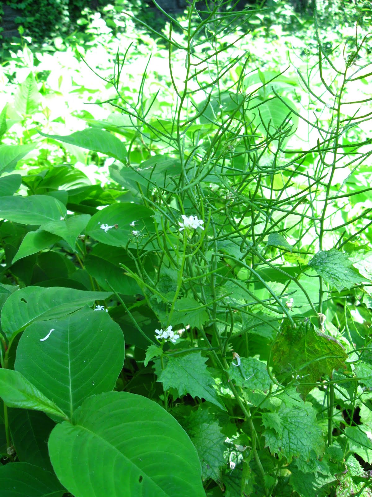 New York City Wildflowers Garlic mustard