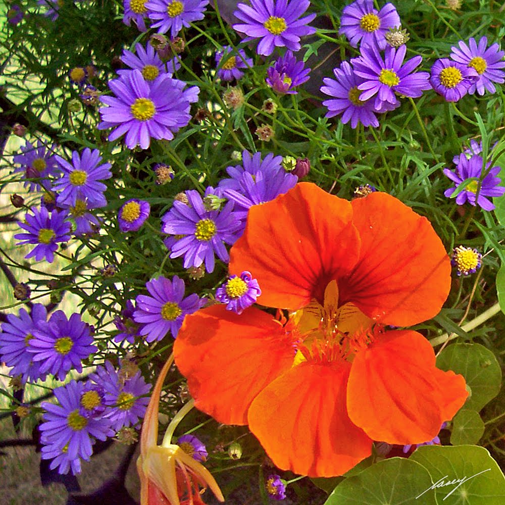 casey/artandcolour September Flowers