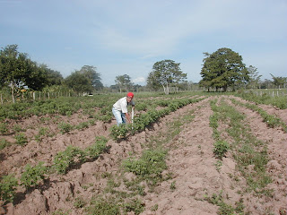 Otra óptica del desarrollo: Manejo Integrado de Malezas en la Siembra ...