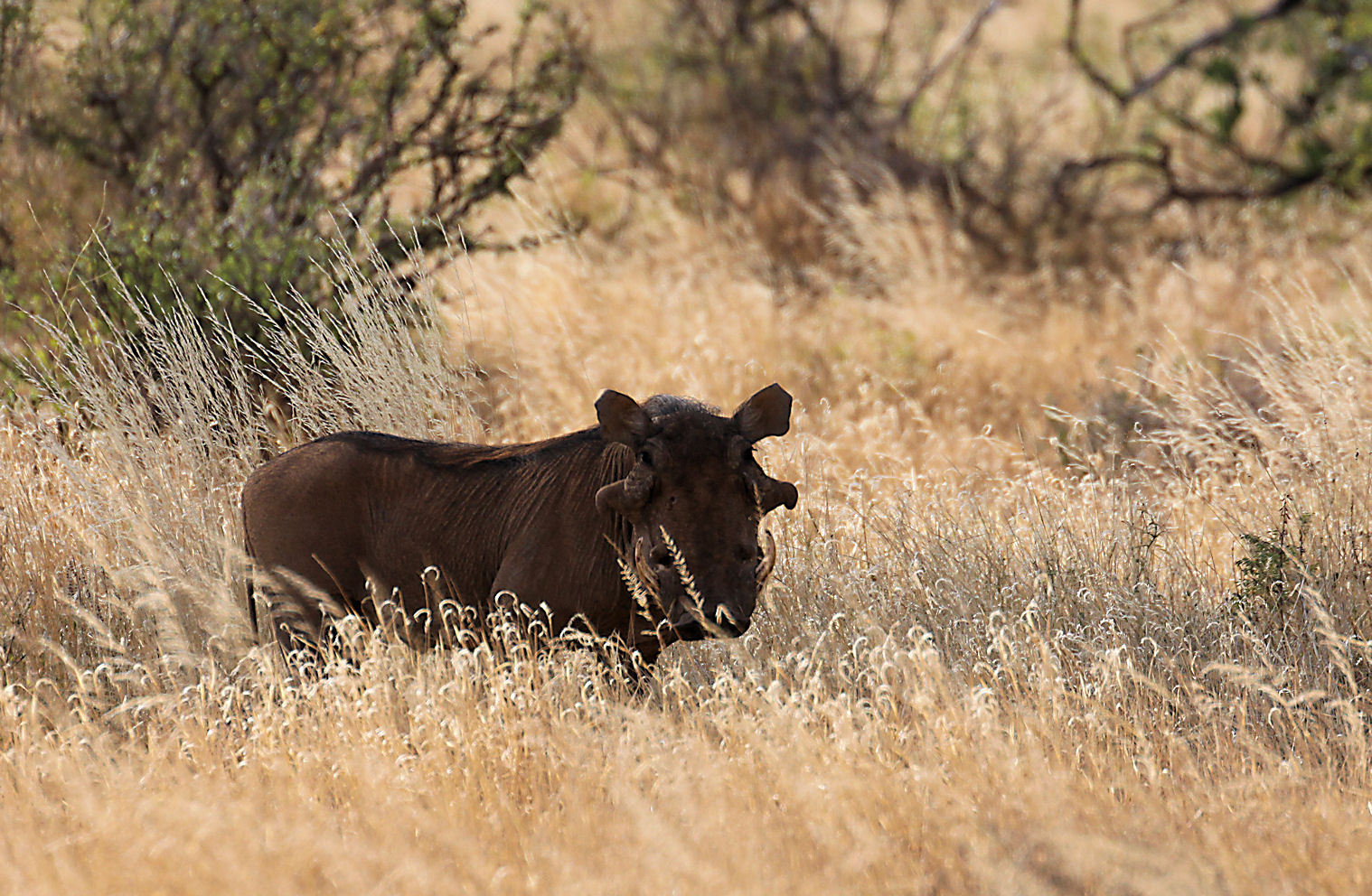 In Search of Raptors... Kenya Safari 20th 29th June. Samburu Nature
