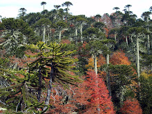 Bosque nativo