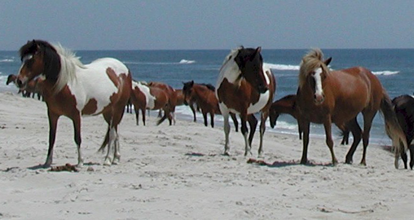 LARRY'S RAMBLE Assateague Island National Seashore...