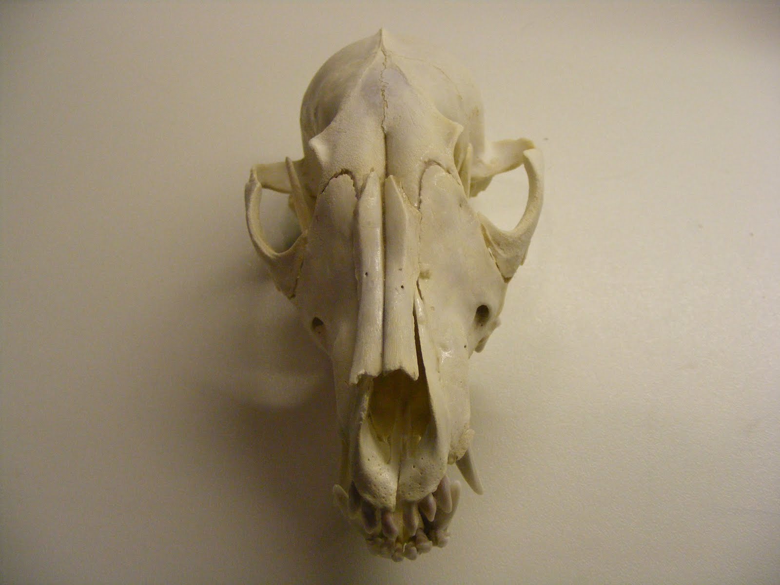 The Disillusioned Taxonomist: When a fox dies