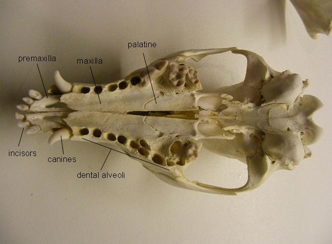 The Disillusioned Taxonomist: When a fox dies