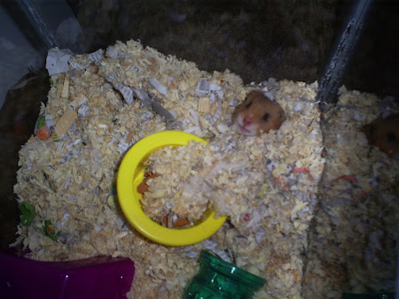 MY HAMSTER!!!!