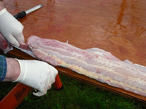 Culinary Alchemy: Like a Sturgeon, Caught For the Very First Time - How ...
