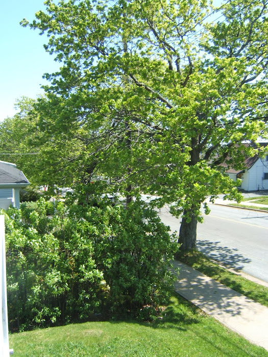 City of Trees, Halifax in the Spring