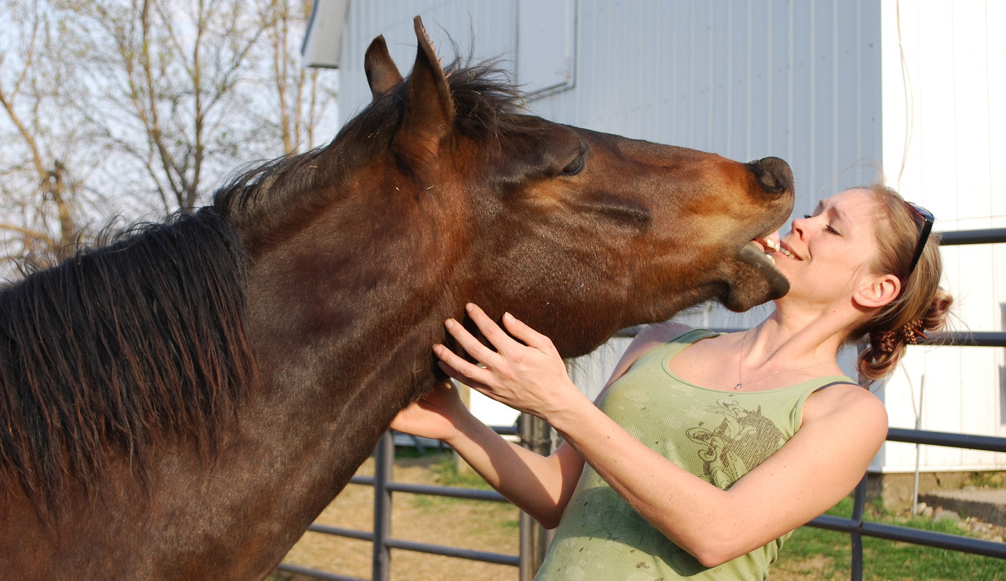 конь ржет. лошади покусывают друг друга. лошадь агрессия. как кусается лошадь. как кусается лошадь.