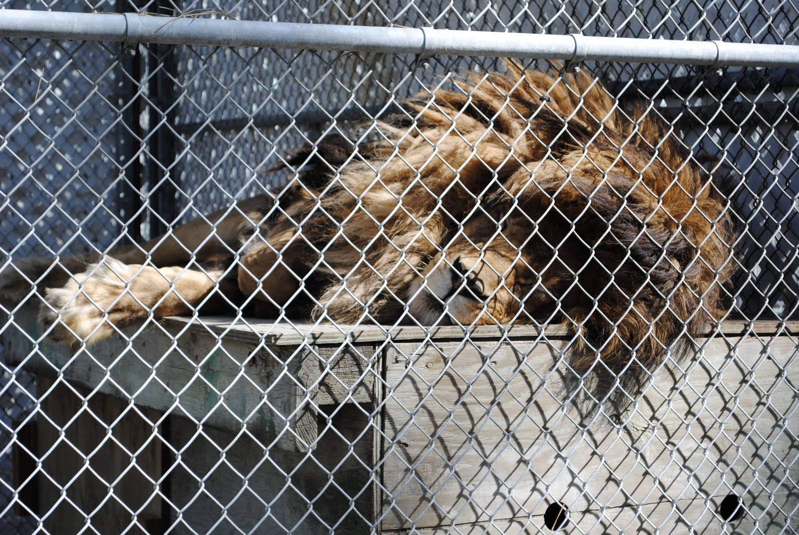 wild and free Cat Tales & Manito Park.. Spokane's finest.