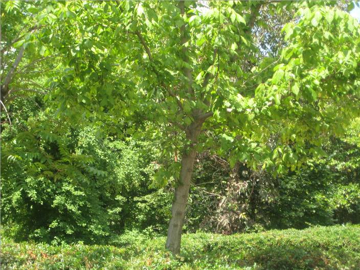 trabajos de sociales: FLORA Y FAUNA