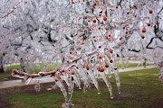 ICICLES on TREES-1