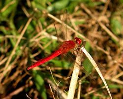 dragonflies tapestry gossamer