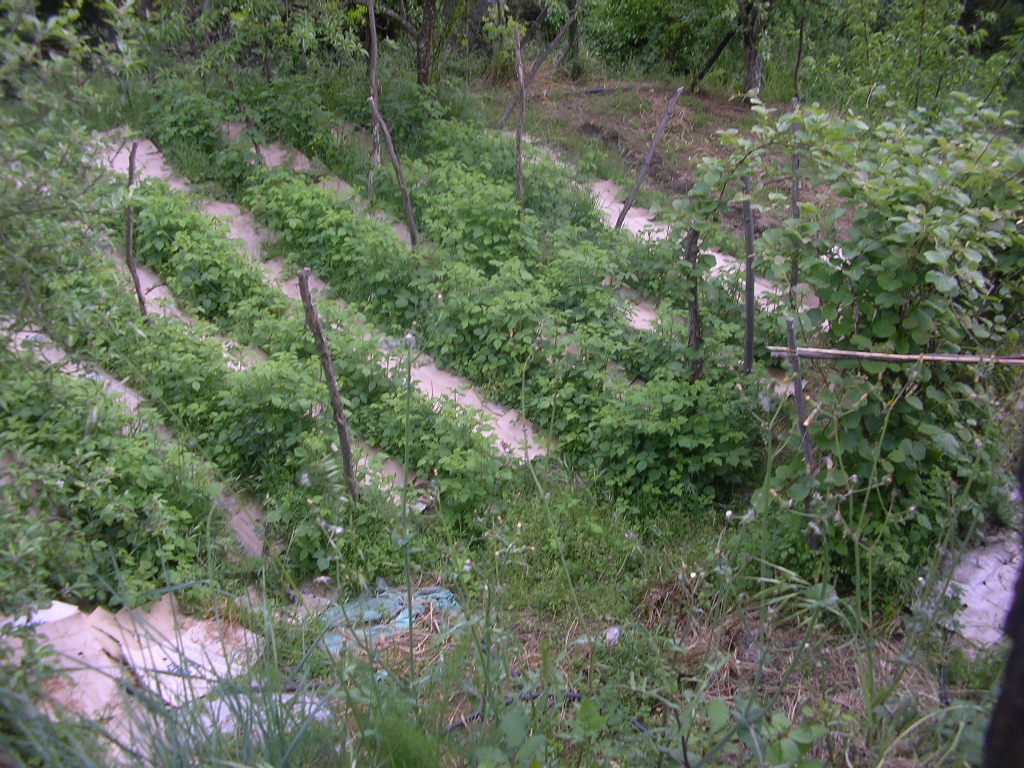 [rasberries+and+kiwis.JPG]