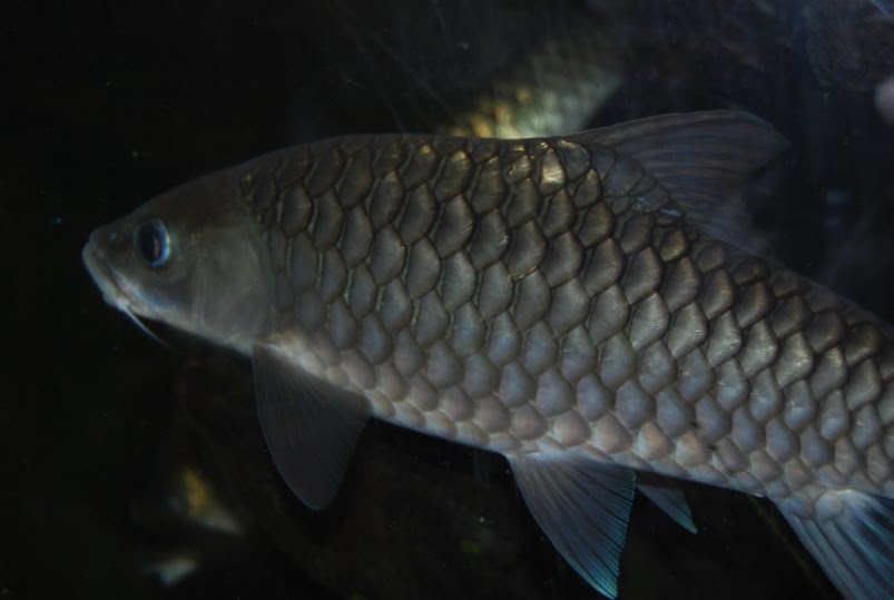 Mael Pok: Tengas Ataupun Kelah Emas