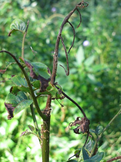 Mutterings from Maryville: Cedar Tip Moth damage