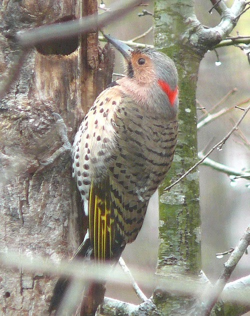 garden and yard how to keep woodpeckers from damaging garden and yard how to keep woodpeckers from damaging