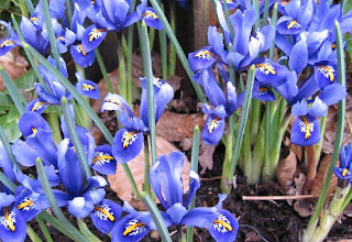 Irises