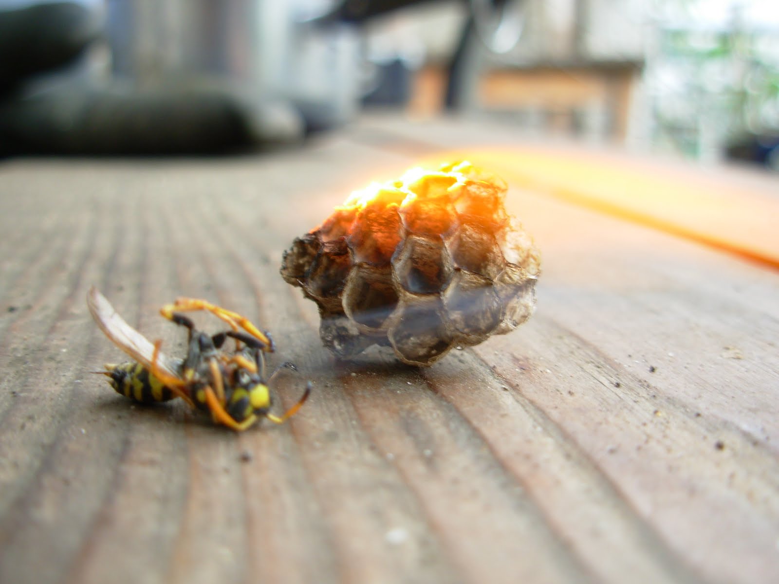 urban bees enemies of the bees