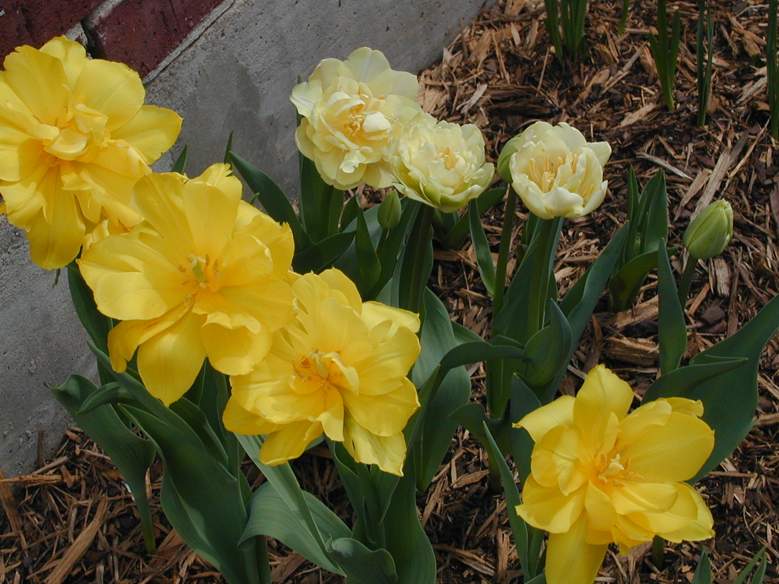 Almost Tropical in Texas Tulips in Houston!