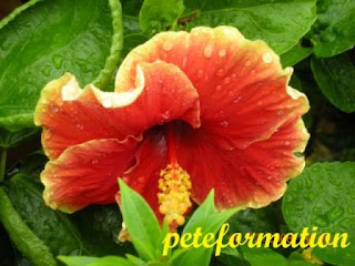PeteFormation Foodie Adventure: Various Hybrids of Hibiscus (Bunga Raya ...