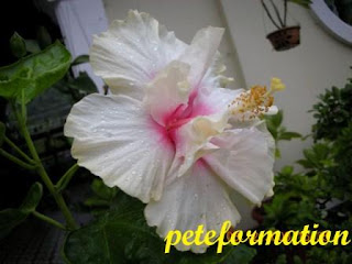 PeteFormation Foodie Adventure: Various Hybrids of Hibiscus (Bunga Raya ...