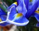IRIS!