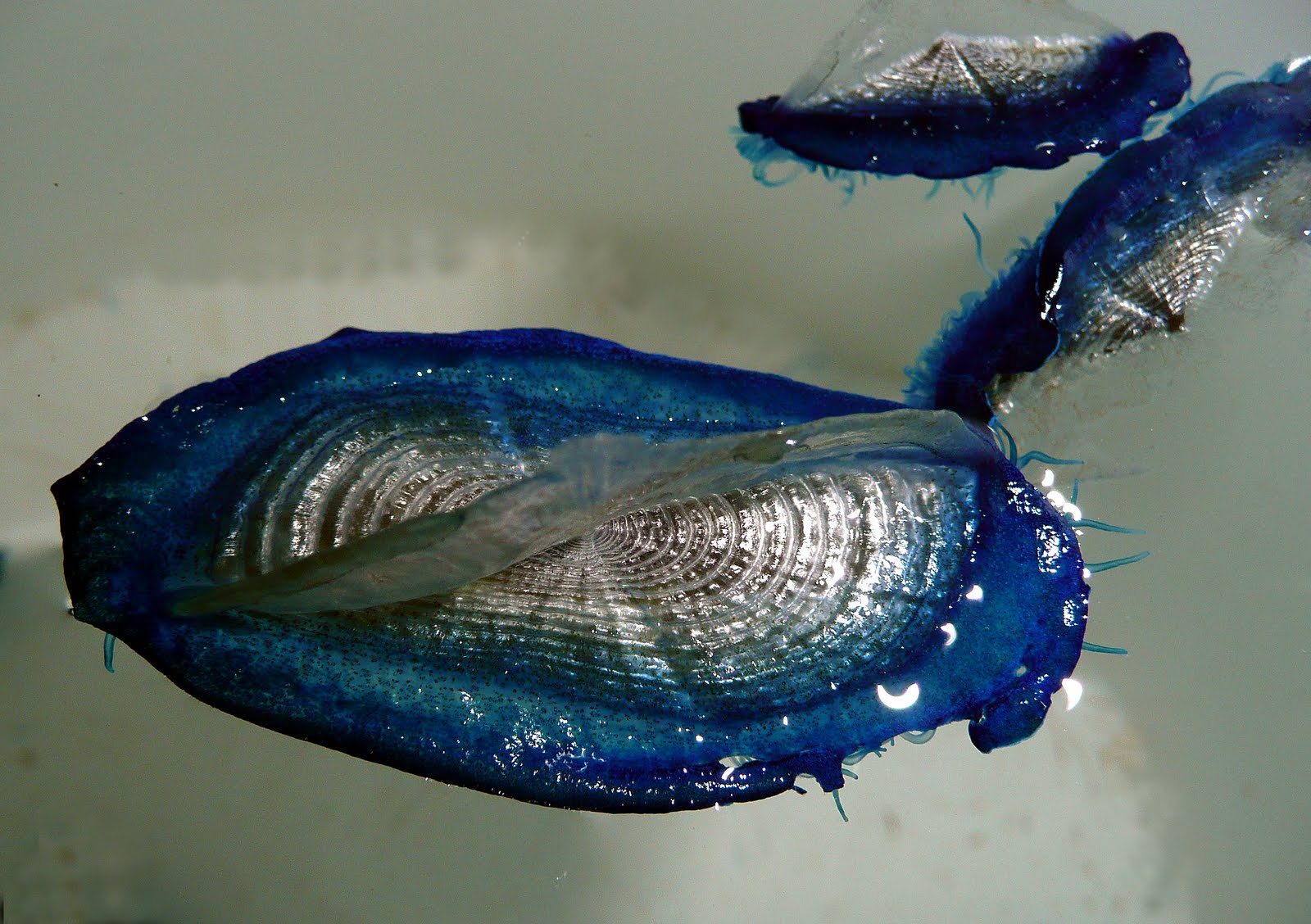 El nostre aquari: Velella velella