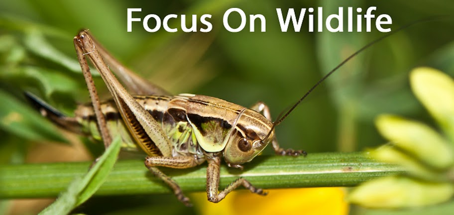 Focus On Wildlife