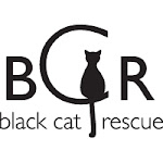 Did you know that black cats are only half as likely to get adopted as cats of other colors?