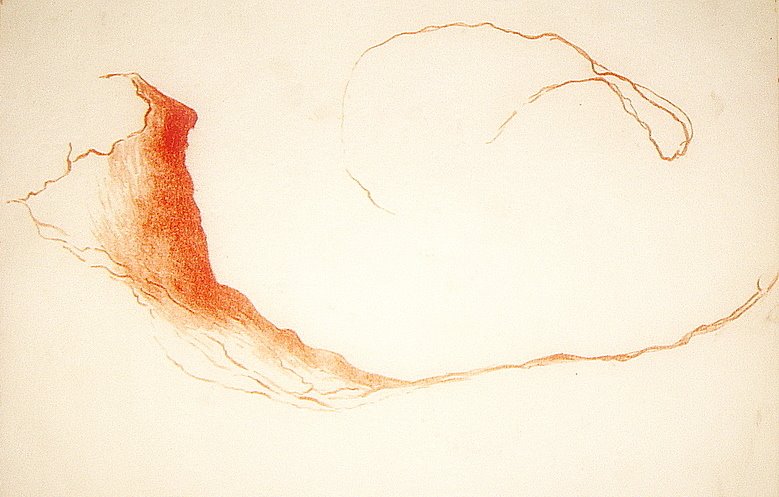 [B+-DATURA+SECA+(2).JPG]