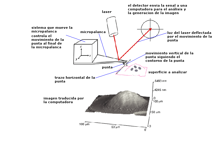 Scientific Actuality Microscopio de fuerza atómica.