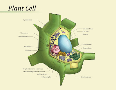 Young's Portfolio: Plant Cell