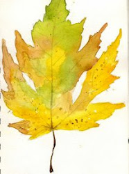 watercolor fall leaves leaf watercolour painting drawings easy maple sketches watercolors paintings autumn drawing trees plants water falling raffine done