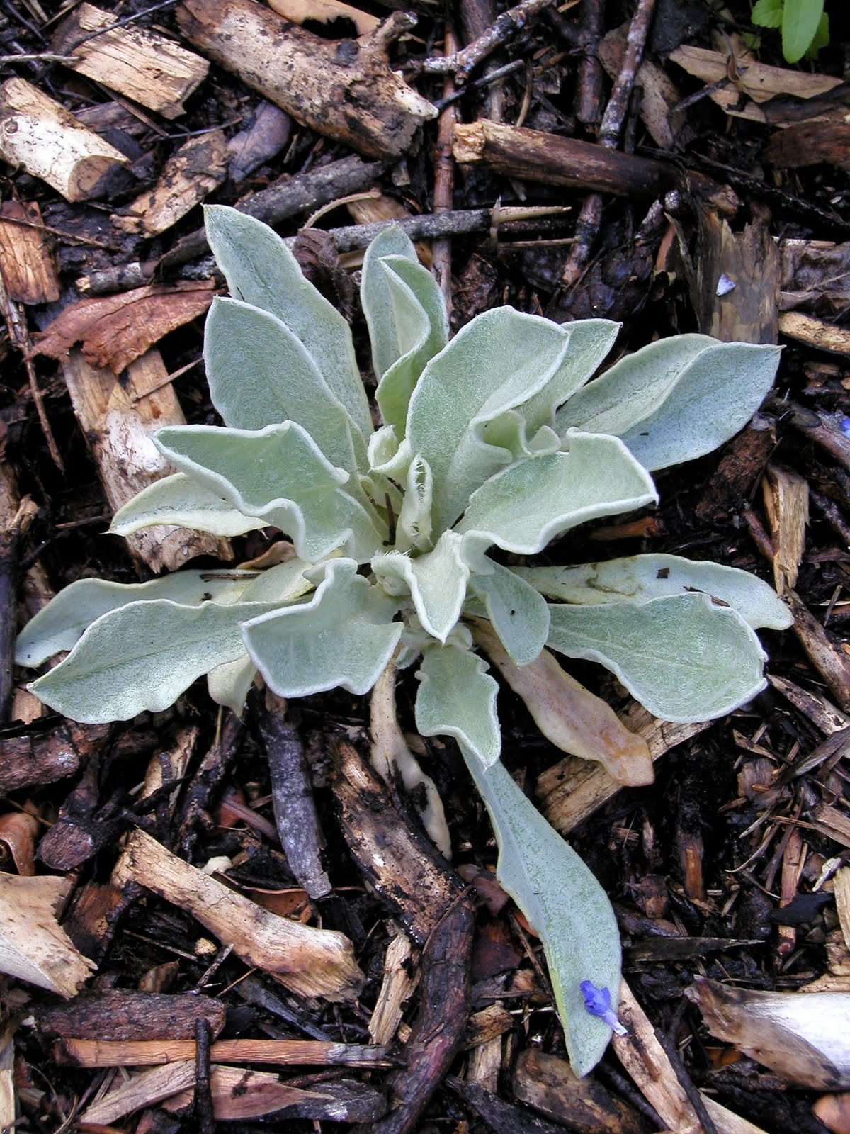 Northwest Garden Guide Rose and Easy!