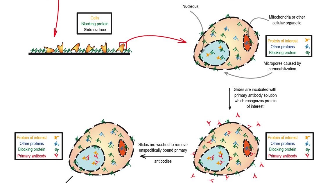 Biofreaks Biochemistry Blog V Beta Ggs Live Immunofluorescence