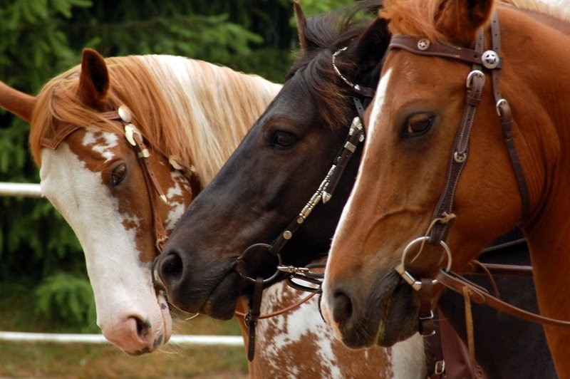 Kostenlose dating-sites für pferde
