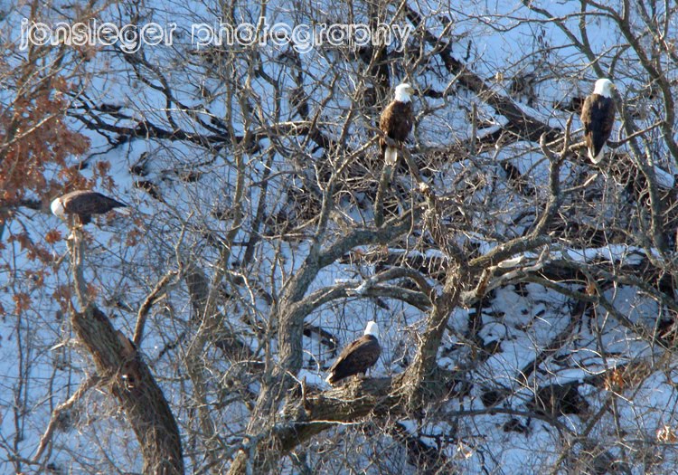 Northern Illinois Birder Bald Eagles