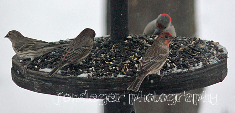 Northern Illinois Birder: First Snowfall of the Season; Winter Birds