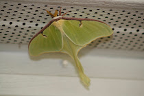 Luna Moth