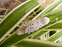 Salt Marsh Moth/Acrea Moth