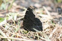 Mourning Cloak Wings Together