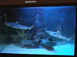 Aquarium Hiu