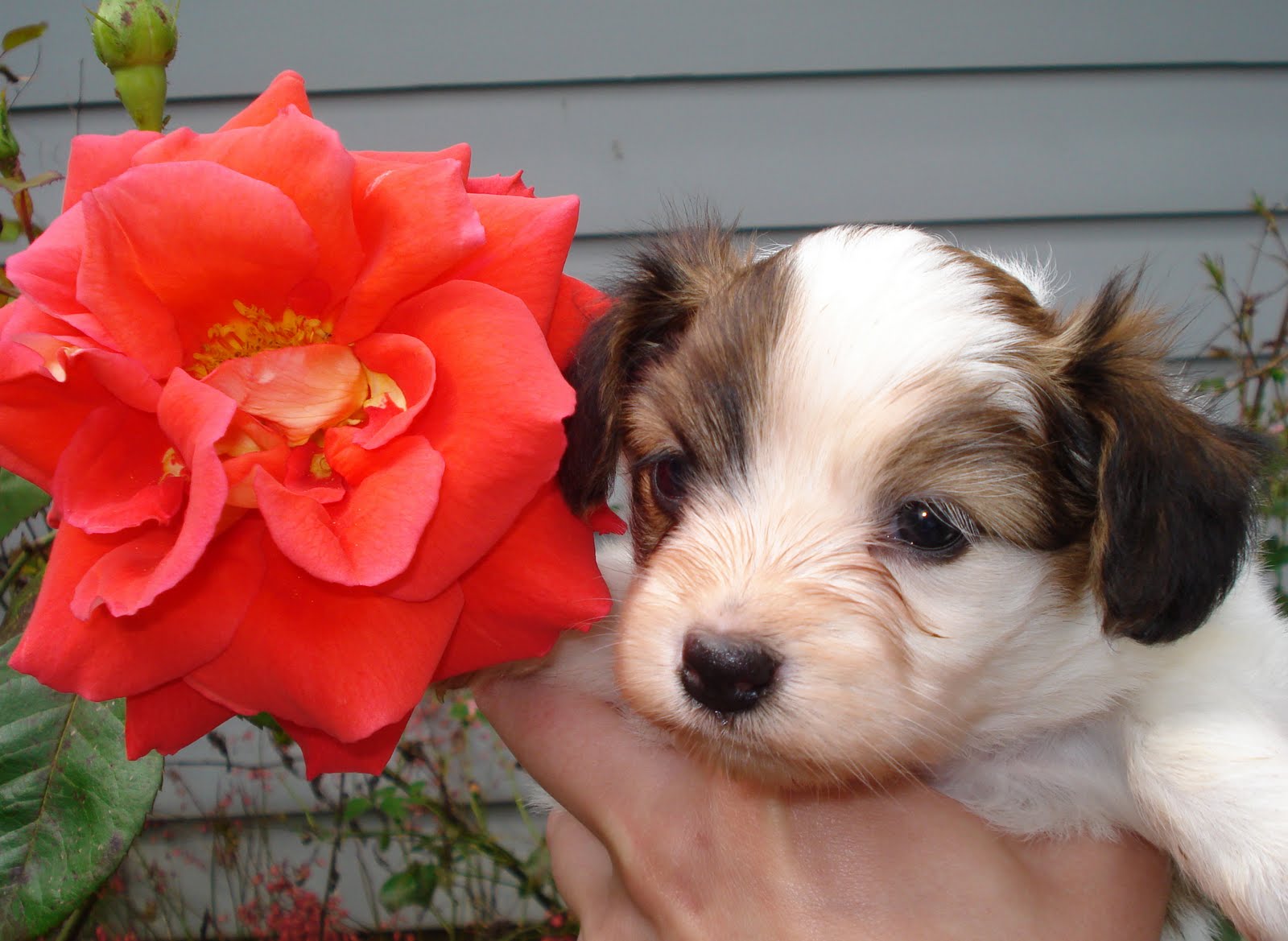 Pawcific: The cutest puppy ever...(once again here comes Elma!)